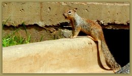 Squirrel Talking.jpg