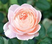DSC_0916.jpg