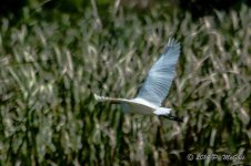 D71_0326.jpg