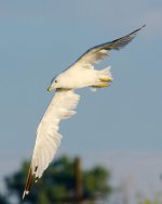 Gulls 046.jpg
