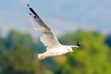 Gulls 047.jpg