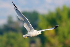 Gulls 048.jpg
