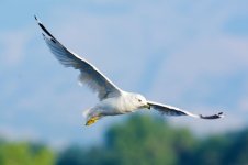 Gulls 049.jpg