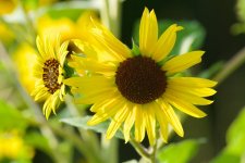 SunFlowers 050.jpg