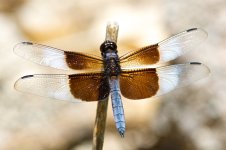 Dragonfly 026.jpg