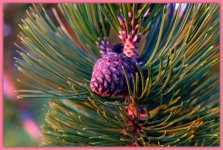 Pine Cone.jpg