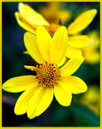 Yellow Wildflower.jpg