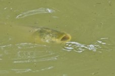 DSC_5284.jpg