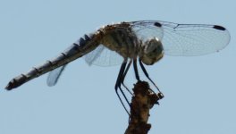 DSC_5971.jpg