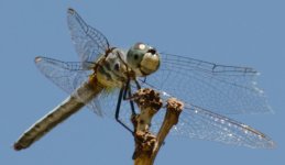 DSC_5982.jpg