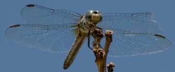 DSC_5987.jpg