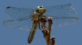 DSC_5988.jpg