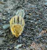 DSC_0982.jpg