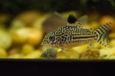 Fish6a.jpg