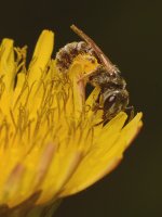 Bee.jpg