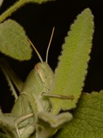 Hopper.jpg