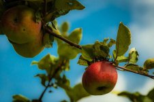 20140822-Apple.jpg