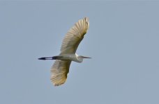DSC_5356.jpg