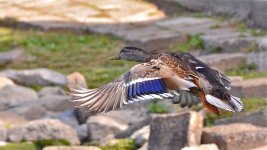 DSC_5421.jpg