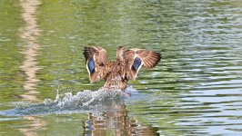 DSC_5422.jpg
