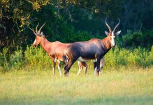 JJJ_EXOTICS_8-2014-2.jpg