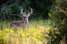 JJJ_VELVET_BUCK-1.jpg