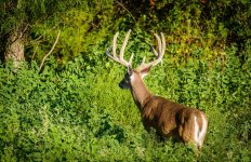 JJJ_VELVET_BUCK-2.jpg