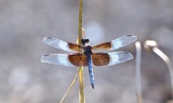 DSC_5462.jpg