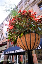 Euclid Block Flowers_2033.jpg