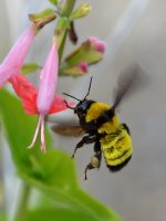Bee.jpg