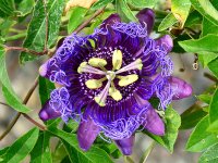 Passiflora2.jpg