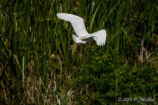 D71_0416.jpg