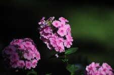DSC_2546.jpg