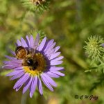 bee2 bokeh 8-24-14.jpg