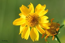 weed-flower 8-24-14bokeh.jpg