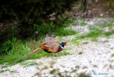 Golden Pheasant 2 LOL.jpg