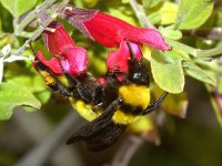 Bee3.jpg