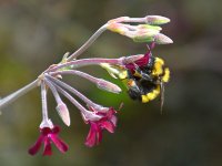 Bee5.jpg