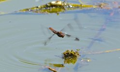 DSC_5518.jpg