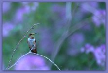 Humming Bird on Antelope Island.jpg