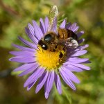 bee1 8-24-14.jpg