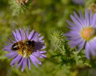 bee3 8-24-14.jpg