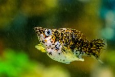 Fish123-L.jpg