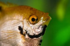 Fish7-L.jpg