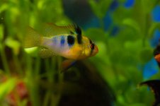 Fish1-L.jpg