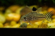 Fish6-L.jpg