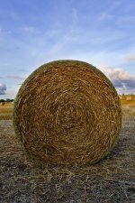 bale 1 edit 6 by 4.jpg