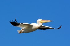 PeliFlight 054.jpg