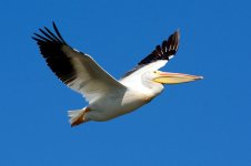 PeliFlight 055.jpg
