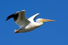 PeliFlight 056.jpg